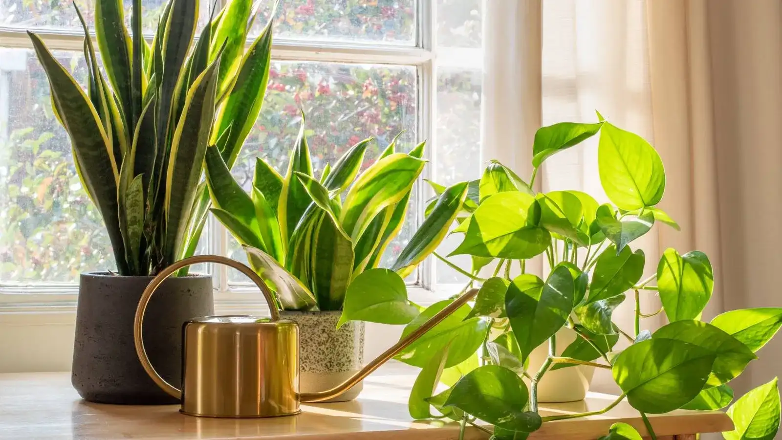 7 Beneficios Poderosos de Tener Plantas junto a Ventanas para Mejorar tu Estado de Ánimo en los Días Cortos de 2026