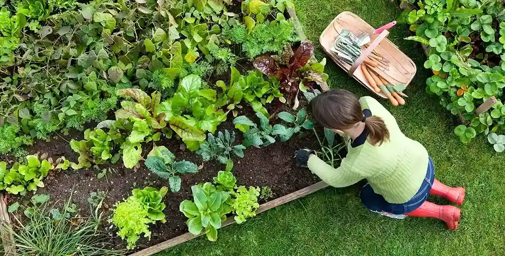 ¿Cómo aplicar la rotación de cultivos en un jardín pequeño?