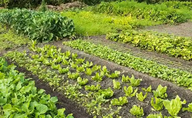 7 Beneficios Poderosos de la Rotación de Cultivos para Jardines Pequeños Saludables